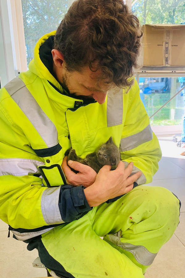 Een medewerker van het team Dierenwezijn met één van de gevonden kittens.