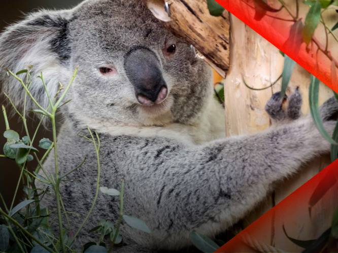 
Eindelijk koala's kijken in Rhenen • Drugslab opgerold in Wageningen