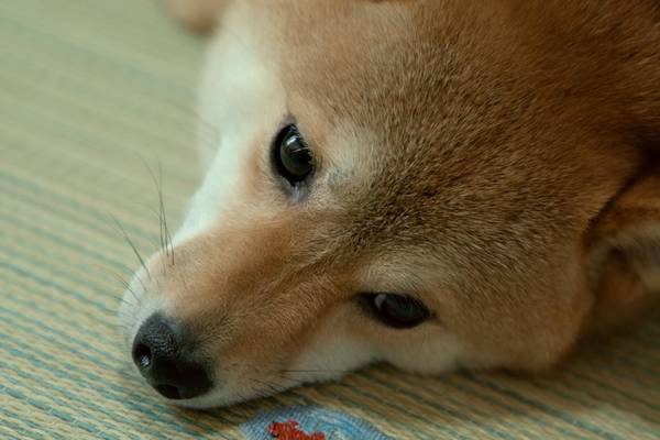 A World of Colours: Animals