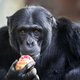 Chimpansees in Artis gaan virtueel op voedseljacht: ‘Zo krijgen we inzicht in de ontwikkeling van ons brein’