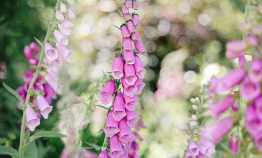 Vingerhoedskruid duikt steeds vaker op, maar pas op: de plant is zeer giftig