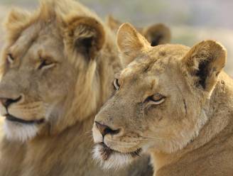 Leeuwen peuzelen minstens drie stropers op in Zuid-Afrika