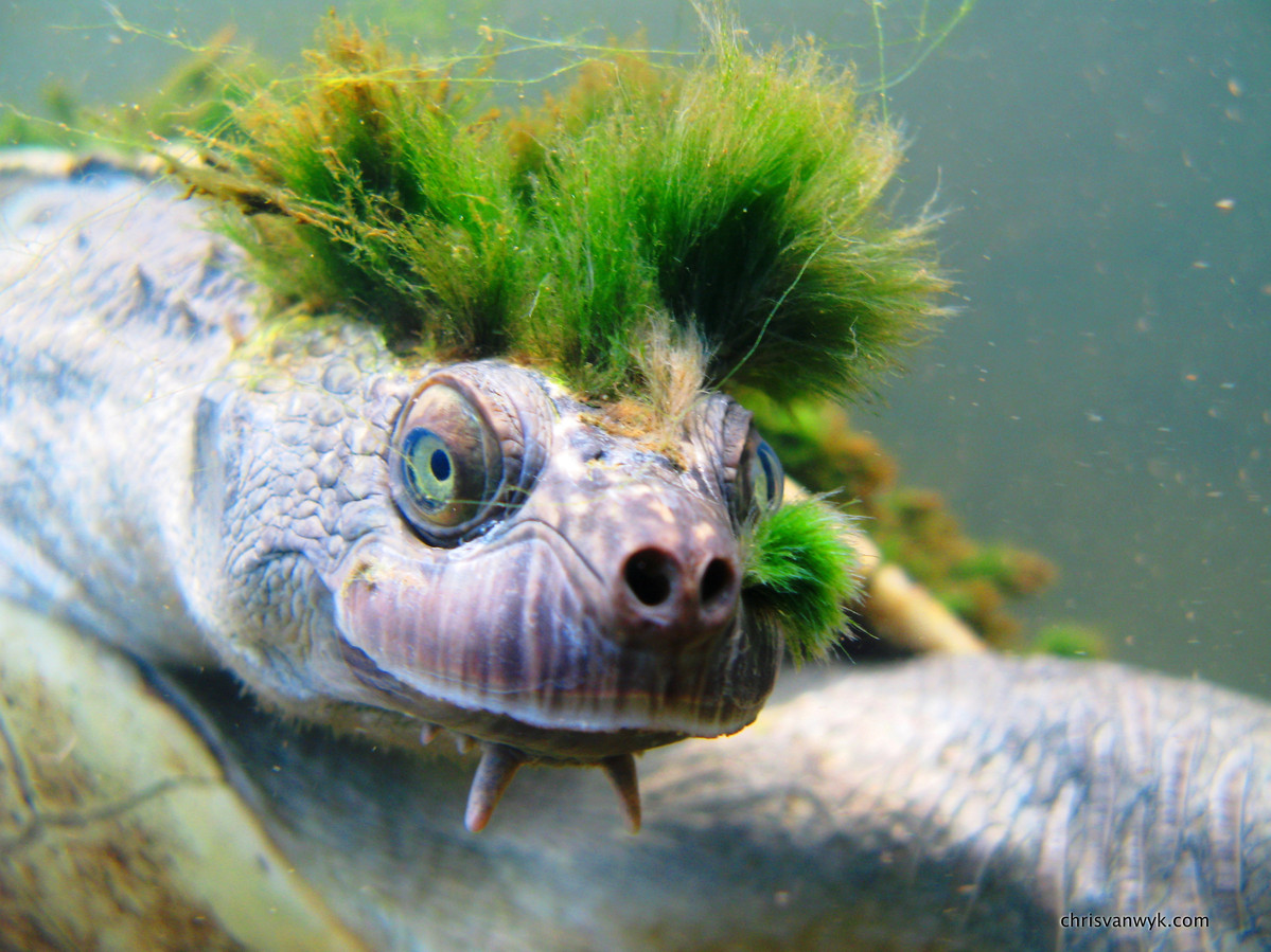 Punkschildpad die door genitaliën ademt met uitsterven bedreigd Foto hln.be