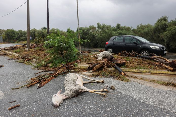 Pecore muoiono a causa di una tempesta vicino a Volos, in Grecia.