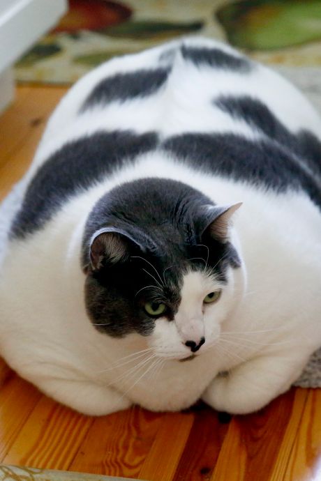 “Le chat le plus gros du monde” doit suivre un régime: “Patches est plutôt difficile”