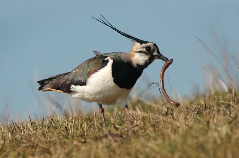Kievit met een regenworm in de snavel.  Beeld Els Branderhorst