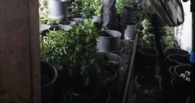 Hennepkwekerij in Zevenbergschen Hoek vernietigd door politie
