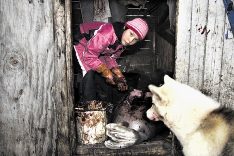 Een eskimomeisje snijdt een zeehond in stukken om het vlees aan de honden te voeren. (Trouw) Beeld 