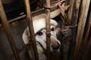 Honderd honden in beslag genomen bij hondenfokker Lettele