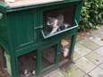 Vakantiegangers laten poes met drie kittens uitdrogen in konijnenhok