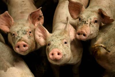 Deux mille porcs périssent dans un incendie à Koekelaere