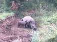 Hartbrekend: babyneushoorn probeert bij dode moeder te drinken