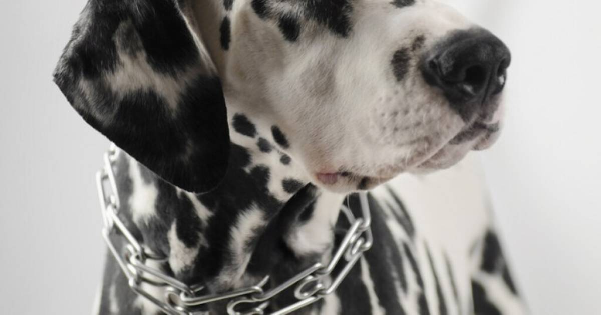 Prikhalsbanden mogen nog steeds verkocht, maar niet gebruikt worden: 'Niet de manier om met je dier om te | Brabant | bd.nl