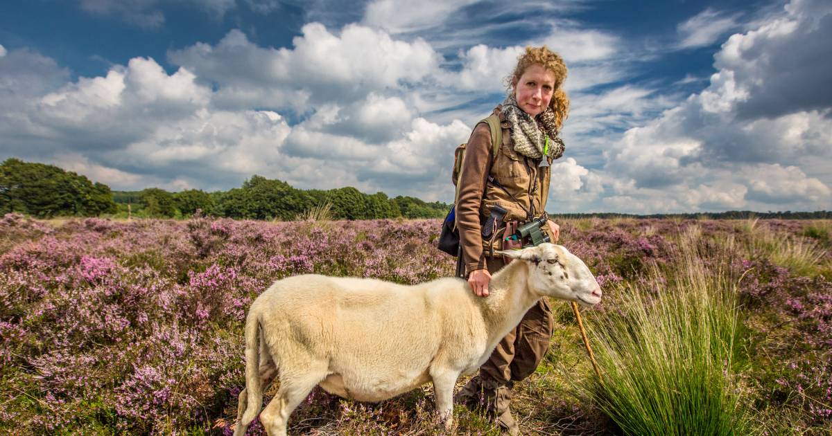Weer Elspeet Per Uur Herder Daphne verkast van Hoog Buurlo naar Elspeet/Vierhouten