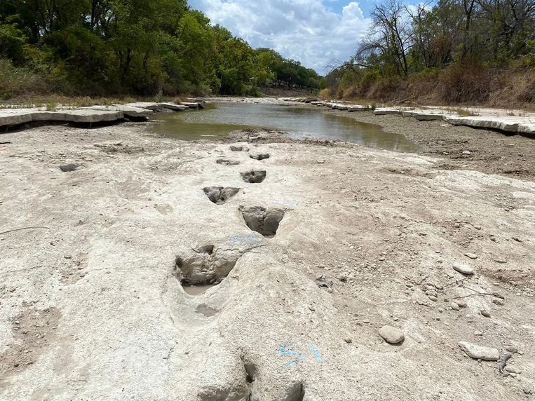 Dinosporen in een drooggevallen rivierbedding in het Dinosaur Valley State Park in Texas.  Beeld AFP