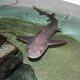 Aangespoelde toonhaai herstelt in Dolfinarium