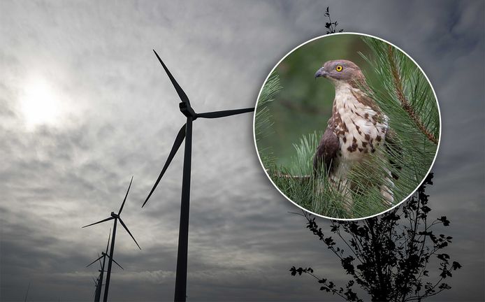 Dankzij de wespendief komen er geen windmolens op de Veluwe.