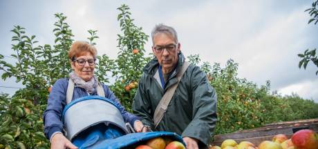 Een goed jaar voor de Jonagold-appels, met dank aan de Schelde