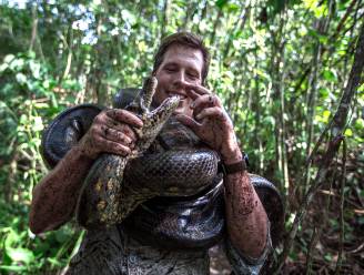 Freek Vonk ontdekt nieuwe anacondasoort in Amazoneregenwoud: ‘Extreem bijzonder’