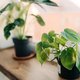 Groen in huis: dit is waarom we steeds kleinere planten kopen