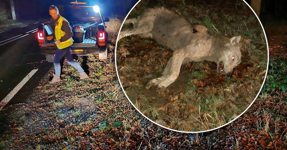 Wat moet je doen als je een wolf aanrijdt (en wie draait er op voor de kosten?) Veluwe