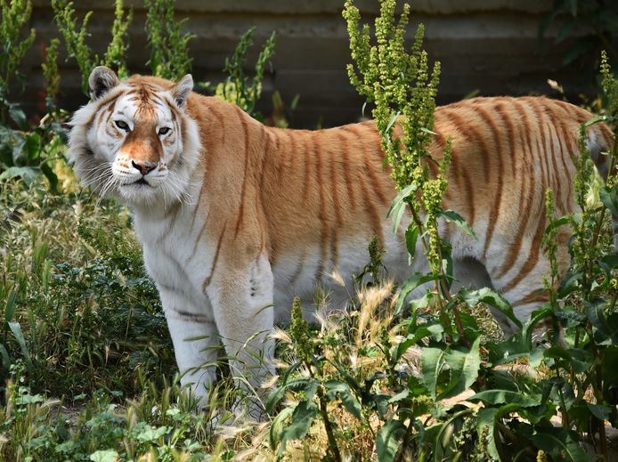 Bengaalse gouden tijger.