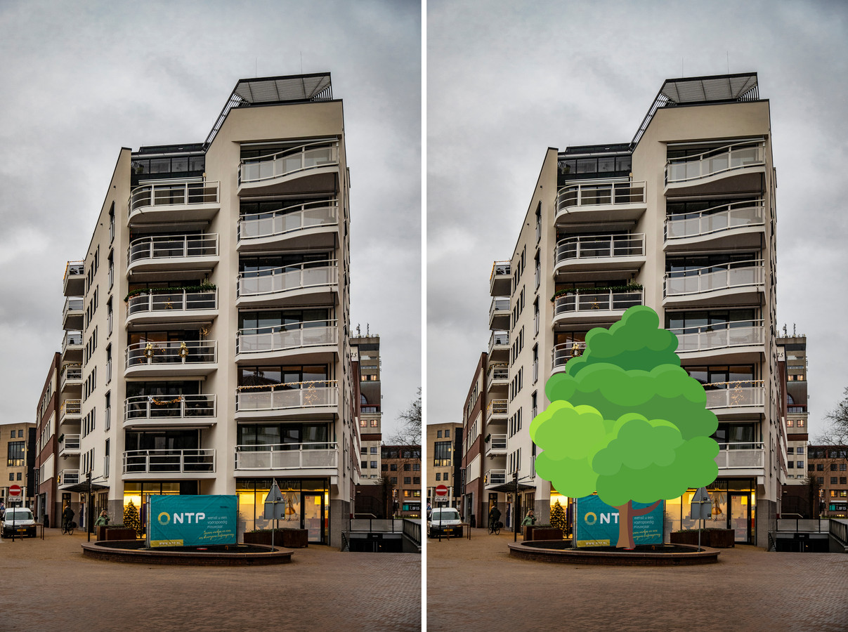 Bewoners Keizerstraat In Deventer Vrezen Grote Boom Voor Hun Balkon 
