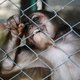 PETA betoogt in Brussel om einde te maken aan experimenten met primaten