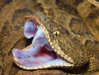 WHO wil dodental door slangenbeten halveren