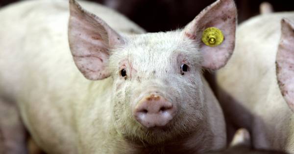 Megastal in Neerkant pal naast de Peel | De Peel - Eindhovens Dagblad
