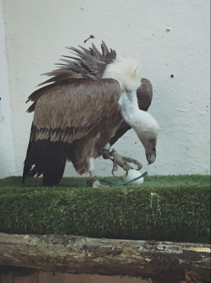 Facebook: Eagle Heights Wildlife Foundation