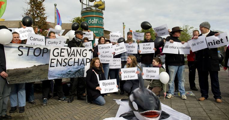 Ongeveer veertig actievoerders demonstreren bij de ingang van het Dolfinarium in Harderwijk tegen de gevangenschap van orka Morgan. Beeld anp