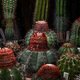 Cactussen op de Zuidas: ‘In april krijgen ze weer water’