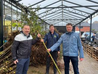 Stad Peer deelt opnieuw gratis bomen uit aan bewoners
