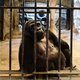 De bejaarde gorilla Bua Noi slijt haar laatste dagen in een Thais winkelcentrum