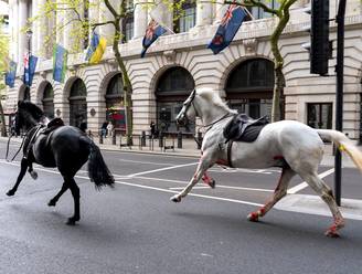 Koninklijke paarden losgeslagen in centrum Londen, één paard en vijf mensen raken gewond