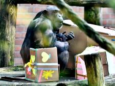 Babychimpansee in DierenPark Amersfoort heet Malaika
