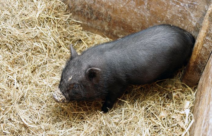 Hangbuikvarken in kledingcontainer | De Krant | hln.be