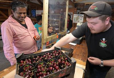 Eerste kersen uit land van Flipje over de toonbank