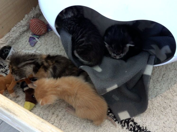 Vier kittens zonder moeder na aanrijding in Ooij