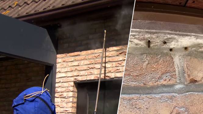 Brandweer voorspelt zomer met veel wespen, want er zijn nu al opvallend veel nesten