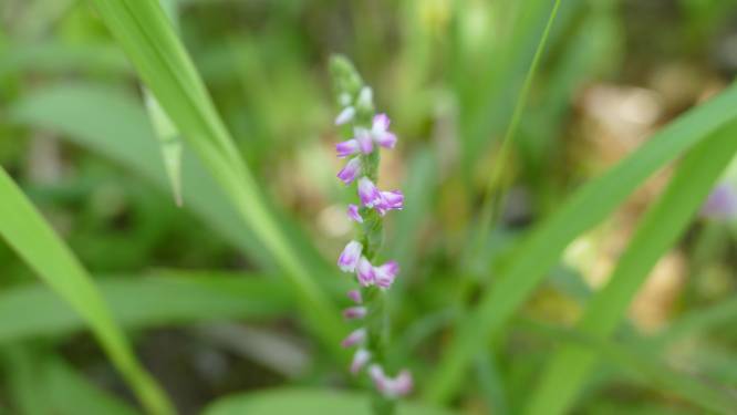 Une nouvelle espèce d'orchidée ressemblant à du verre découverte au Japon