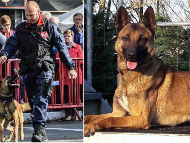 Overlijden politiehond Thor dompelt korps in diepe rouw: “Hij leek kerngezond, maar een aangeboren afwijking werd hem fataal”