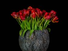 Foto-expositie over tulpen te zien in gemeentehuis Emmeloord