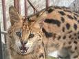 De serval die werd gevonden in Oostende.