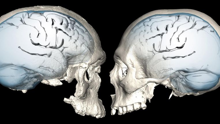 Links de 300 duizend jaar oude schedel, rechts een 'moderne' Homo sapiens. Beeld reuters