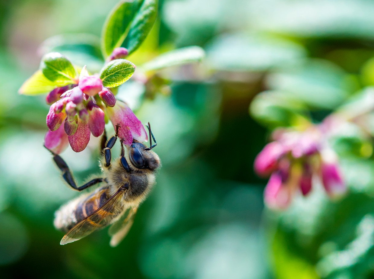 De bijensterfte is een van de grote aandachtspunten in de zorg om biodiversiteit. Beeld ANP XTRA