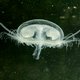 Vanuit China naar Luikse steengroeve: de zoetwaterkwal vestigt zich ook in Belgische wateren