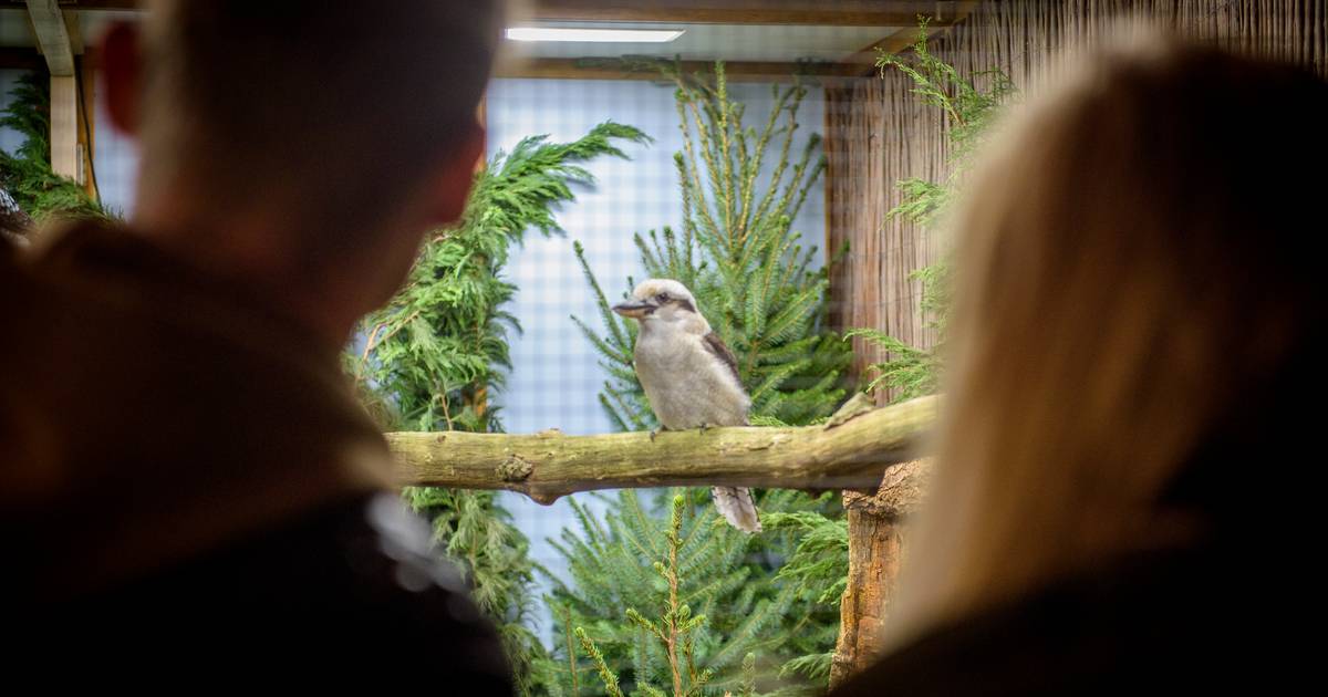 Premedicatie duurzame grondstof breuk Lachende Kookaburra op vogelshow Oirschot | Kempen | ed.nl