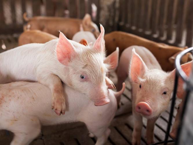 Varkensboeren tonen amper interesse in uitkoopregeling

